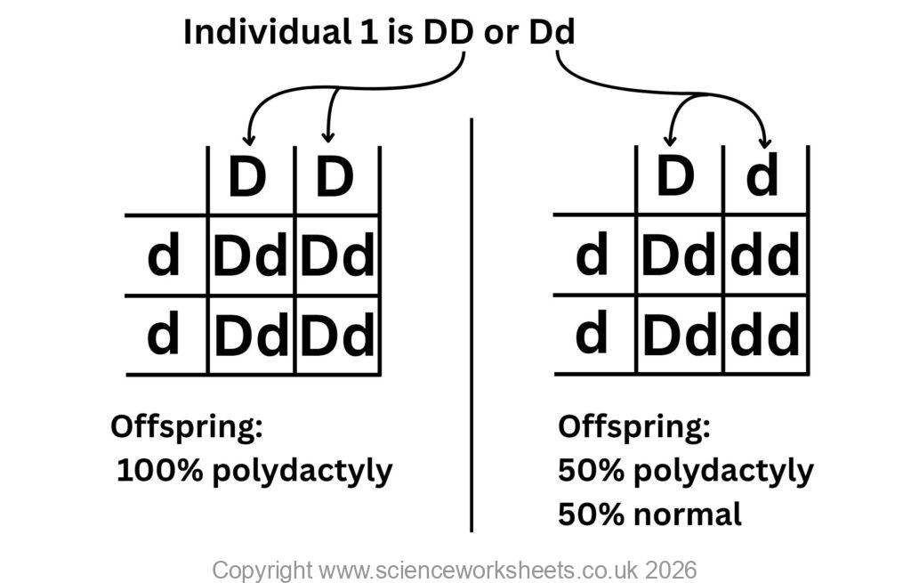Punnett square linked to a pedigree diagram for polydactyly