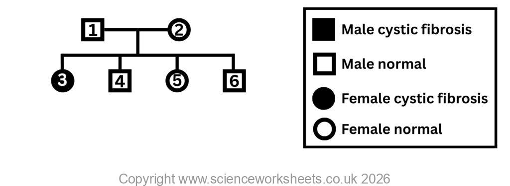 Pedigree diagram for a recessive characteristic, cystic fibrosis