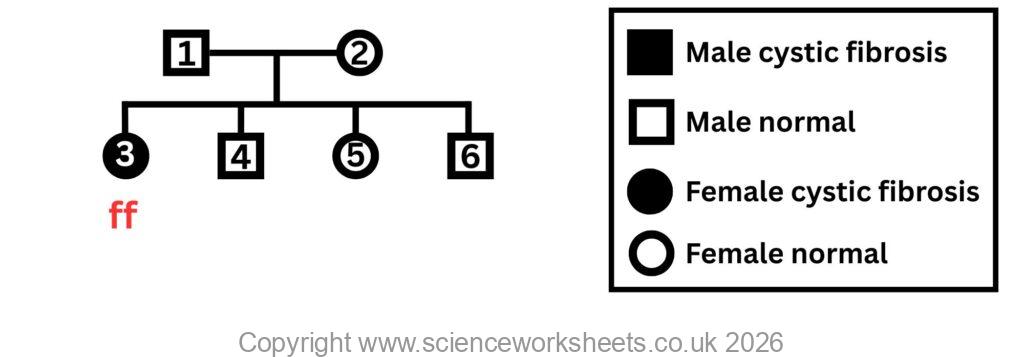 showing how to work out a pedigree diagram