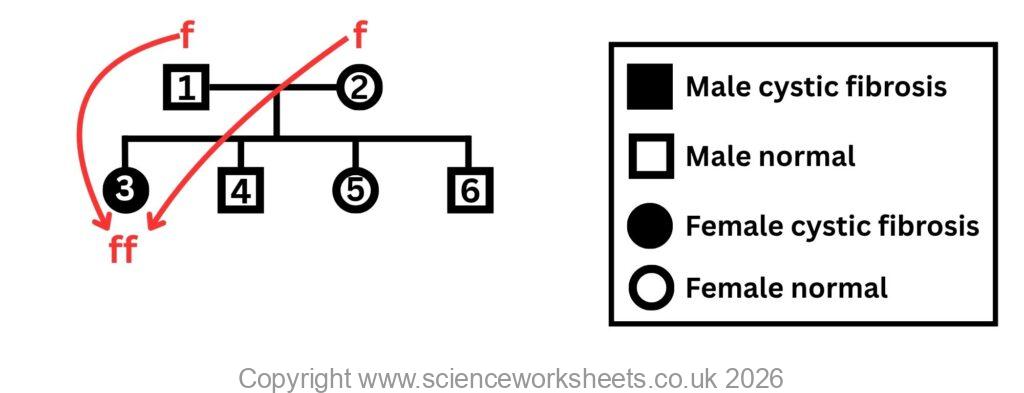 Showing how to work out a pedigree diagram