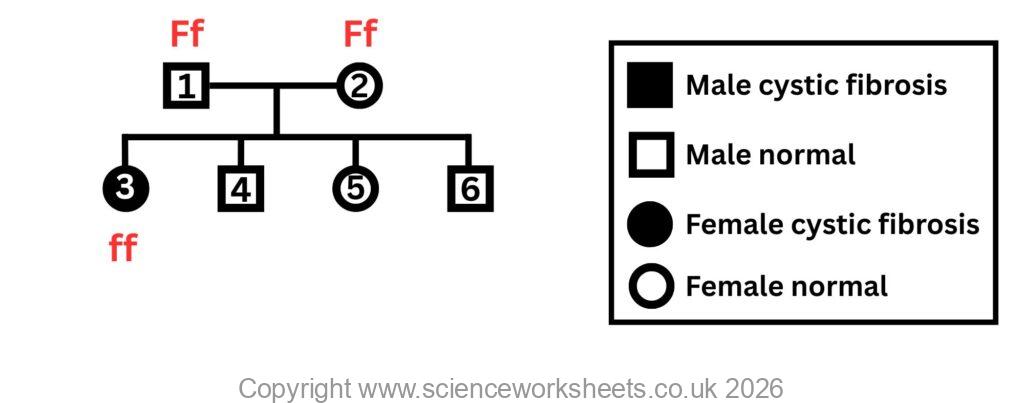 Final solution to pedigree diagram