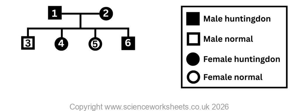 Pedigree diagram question for huntingdons disease
