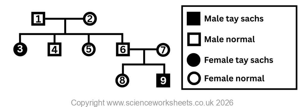 Tay Sachs disease pedigree diagram