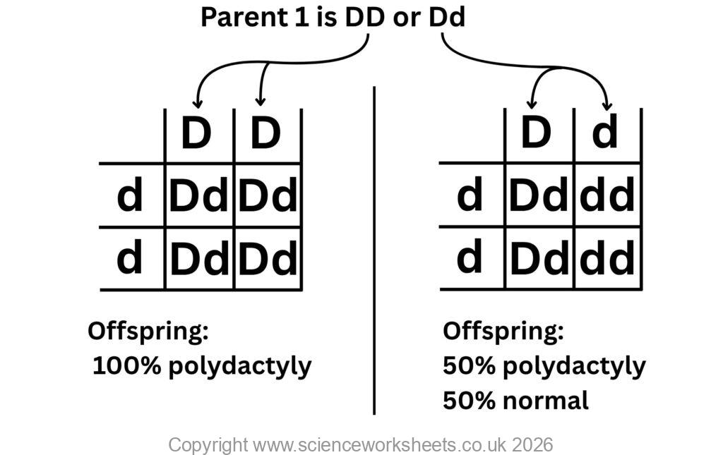 Punnett square showing inheritance of polydactyly