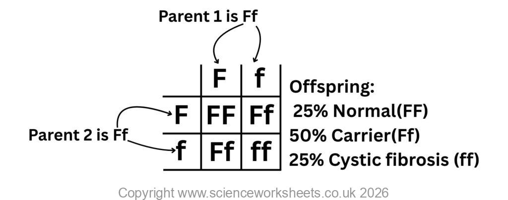 Punnett square to show the inheritance of cystic fibrosis.