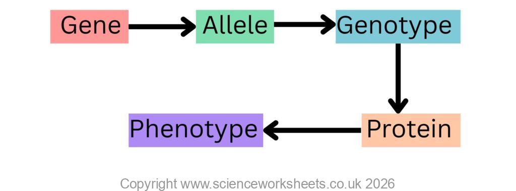 From genes to protein