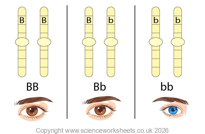 Alleles showing how different eye colour can be coded for