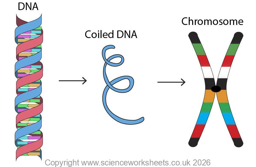 DNA coiling to form a chromosome