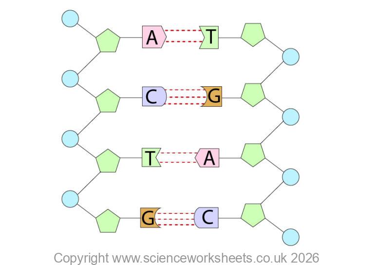 Spring Example For Dna Structure AQA GCSE Structure of DNA(Biology) - Science Worksheets