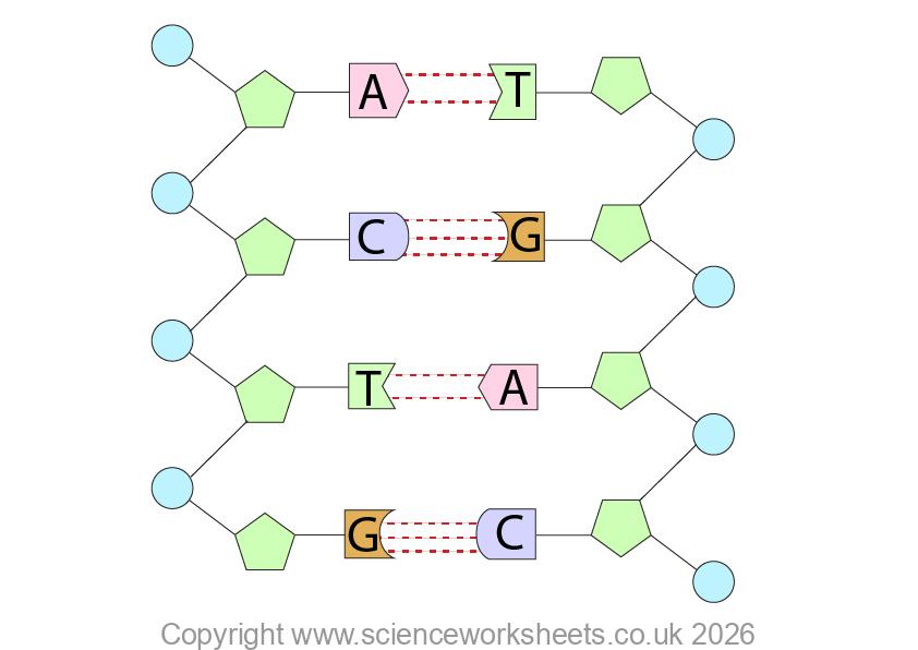 DNA as two polynucleotide strands