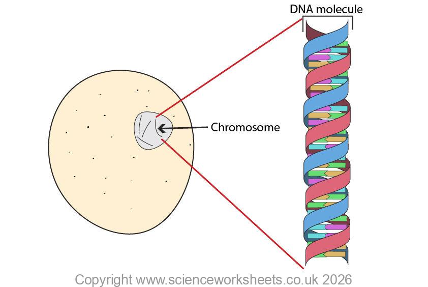 DNA structure