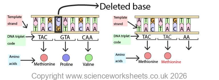 AQA GCSE Mutations(Biology) - Science Worksheets