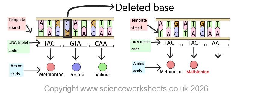 Deletion mutation