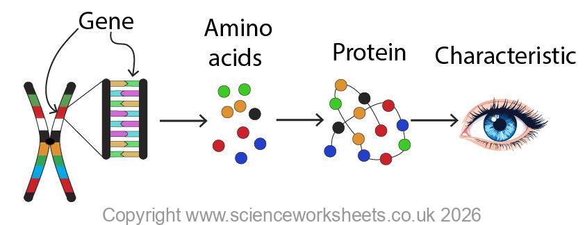 How a gene codes for a protein