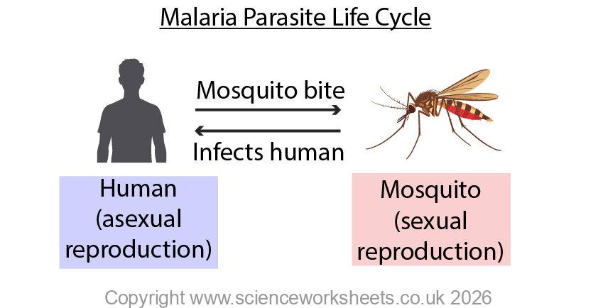 Malarial parasite life cycle for sexual and asexual reproduction