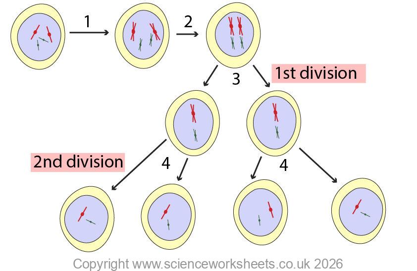 Meiosis cell division