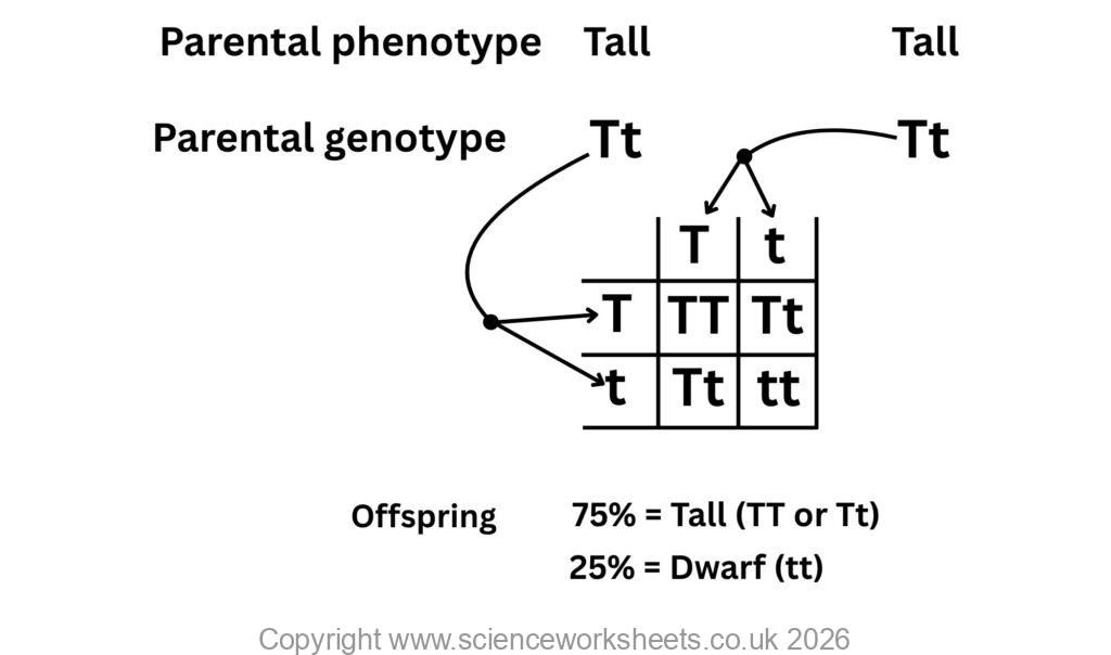Punnett square where both parents are heterozygous in a monhybrid cross