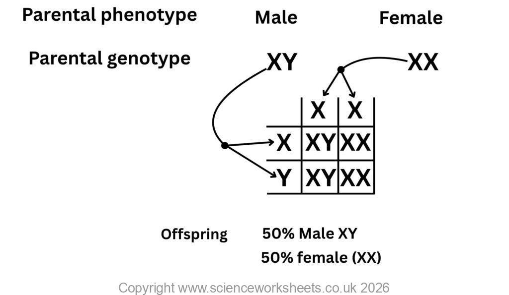 Genetic cross for gender determination