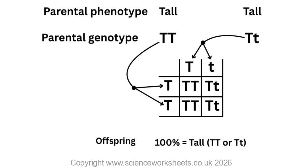 Homozygous dominant vs heterozygous monohybrid cross