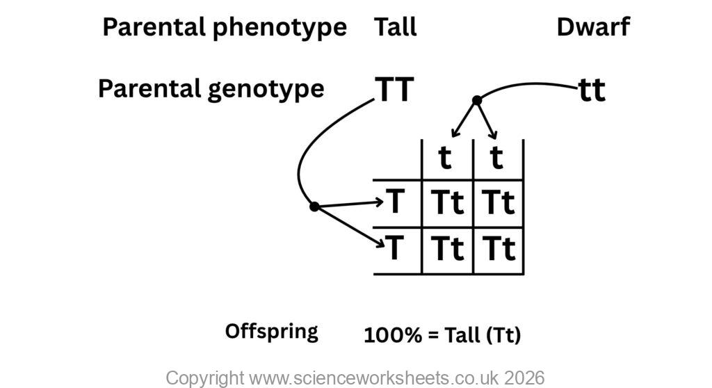 Monhybrid cross between homozygous dominant vs homozygous recessive