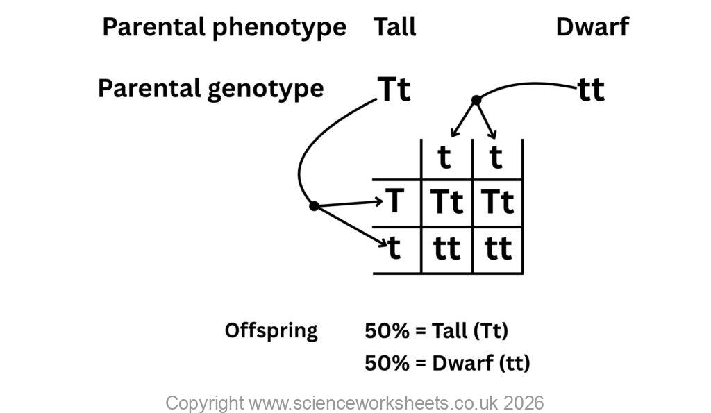 Heterozygous vs homozygous recessive for a monohybrid cross