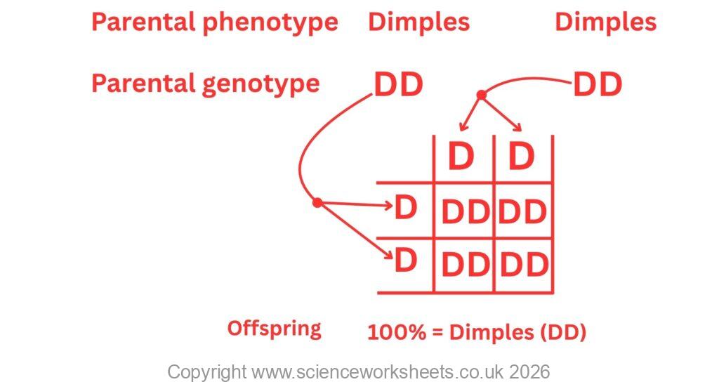 Cross between homozygous dominant