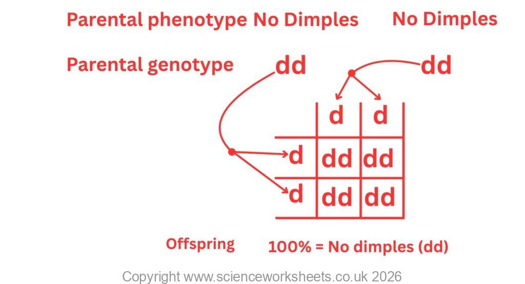 two homozygous recessive crossing each other.