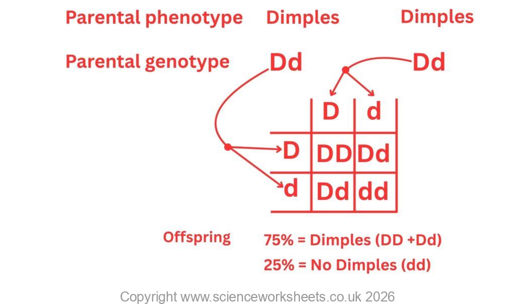 Heterozygous vs heterozygous