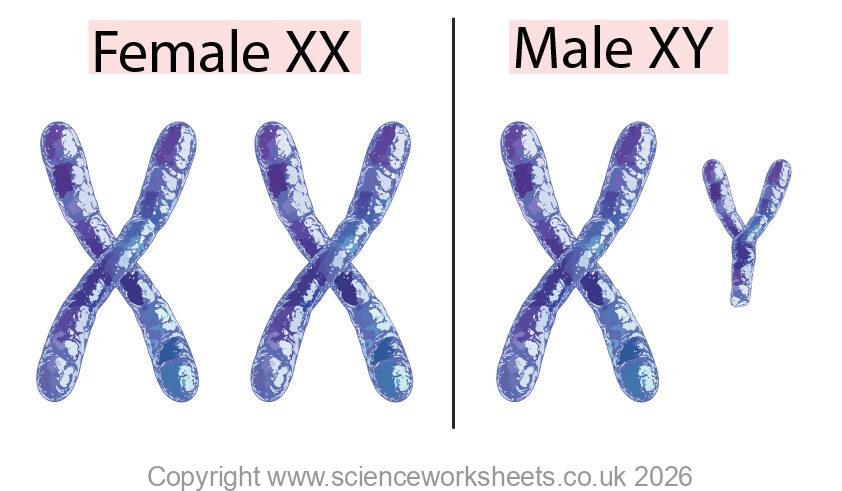 Sex chromsomes XX for female and XY for males