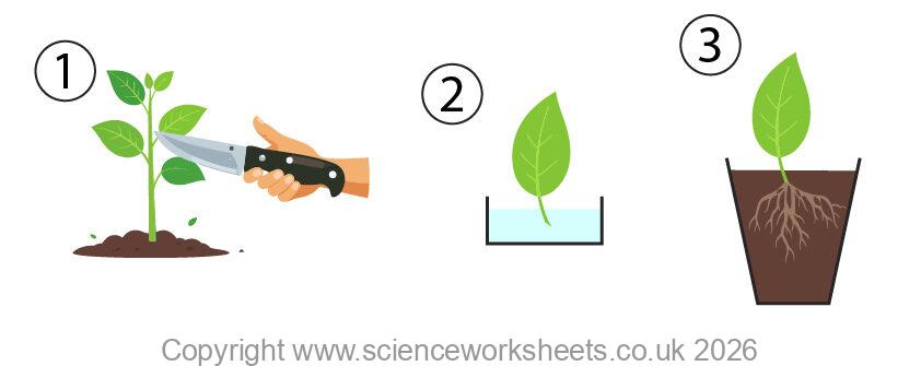 Taking cuttings using auxin rooting powder