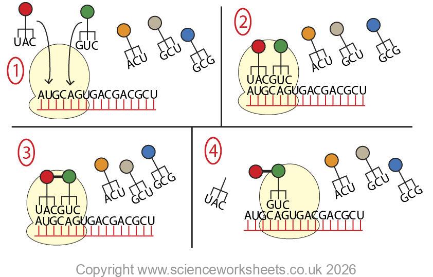 Translation within protein synthesis
