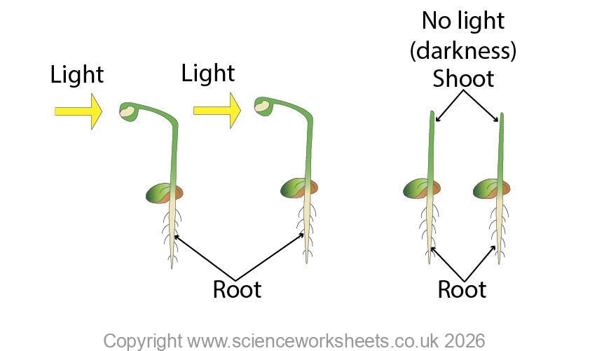 auxin practical of light vs no light