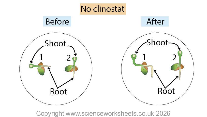 gravitational effects of auxin on plant shoots and roots without a clinostat