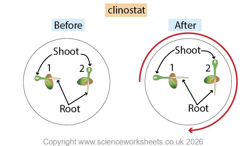 Auxin effects on a shoot and root using a clinostat