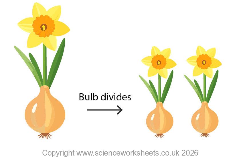 bulb division in daffodils
