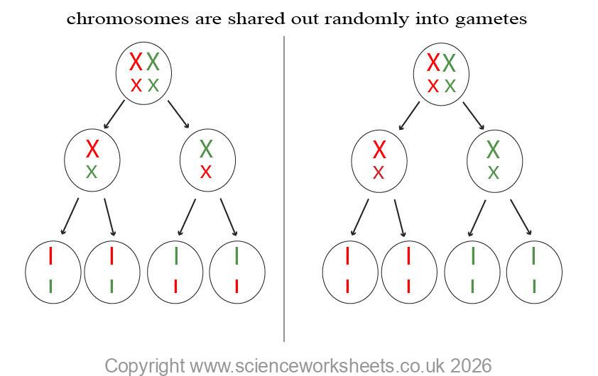 chromosomes shared randomly into gametes
