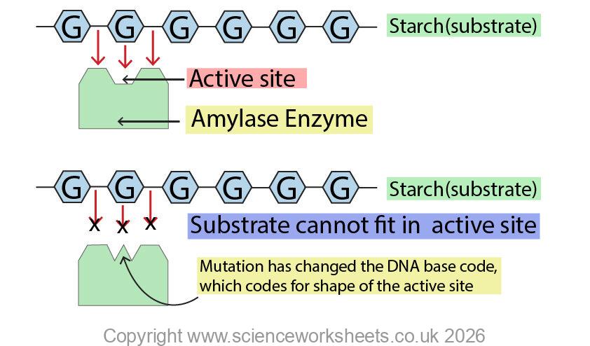 DNA mutation that has changed the shape of the active site of the enzyme
