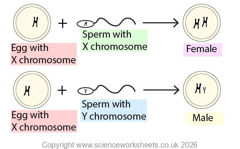 Fertilisation of gametes with chromosomes, to determine gender