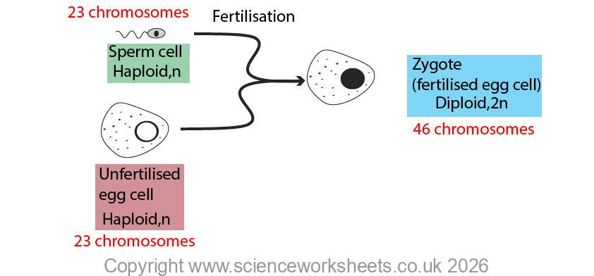 Fertilisation of gametes