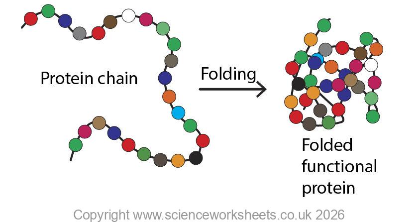 Folding of a protein chain