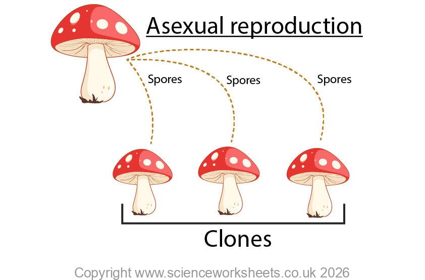Fungus reproducing asexually using spores