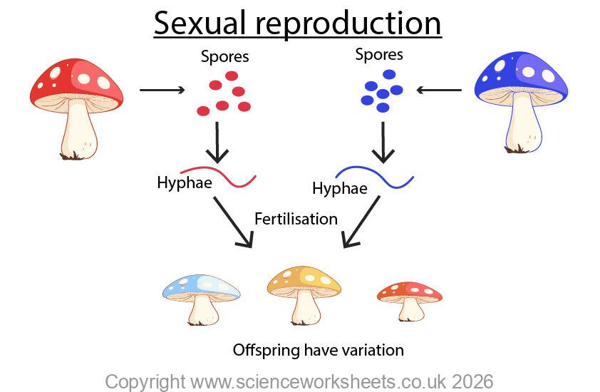 Fungal sexual reproduction