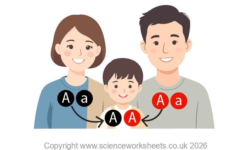 Inheriting alleles from parent to child