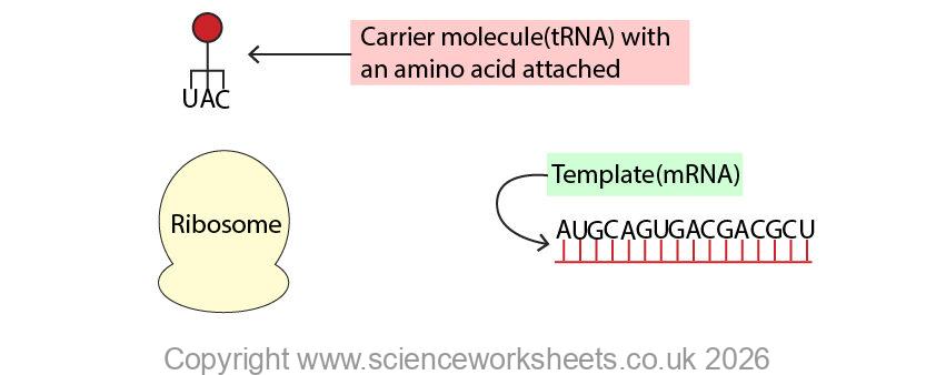 Key to translation for protein synthesis