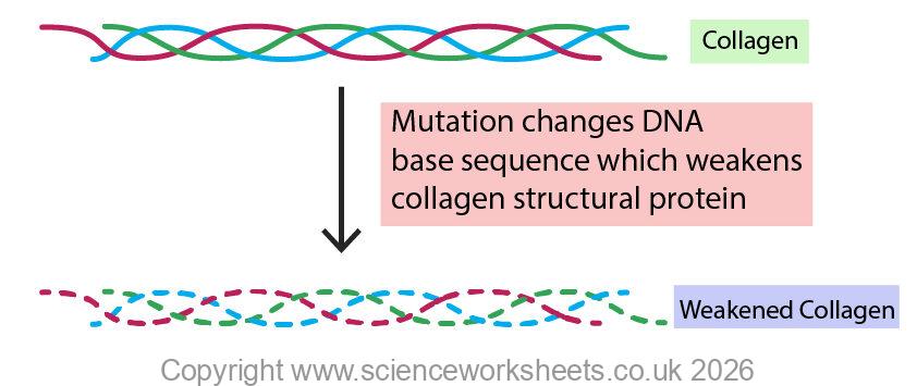 Structural protein weakened as a result of a mutation