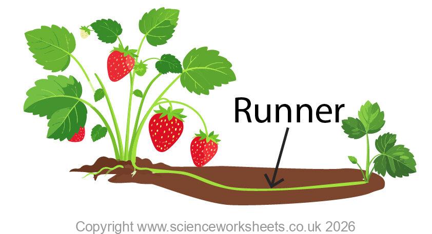 Strawberry plants using runners for asexual reproduction