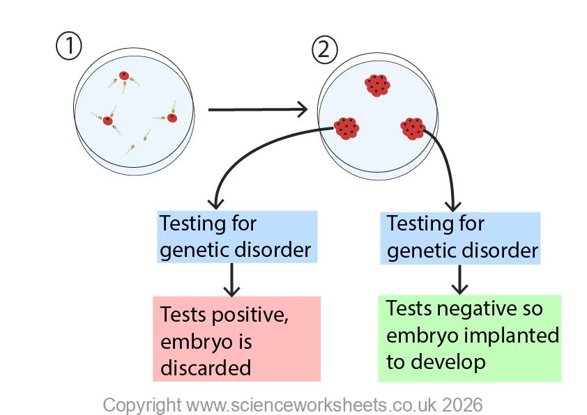 Testing embryos for genetic disorders