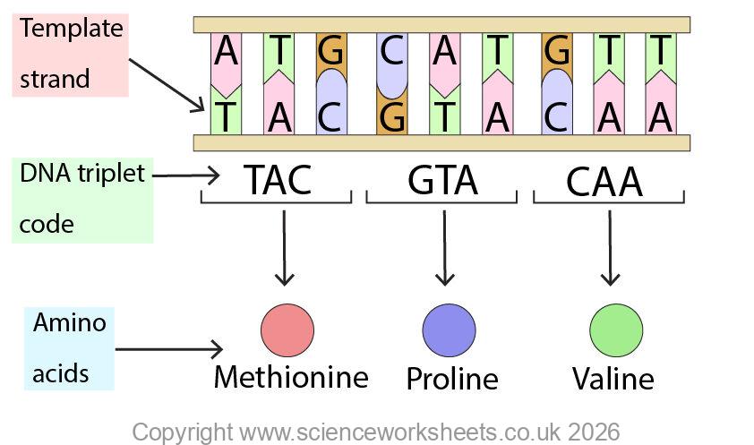Triplet code, showing that 3 bases on DNA will code for one amino acid