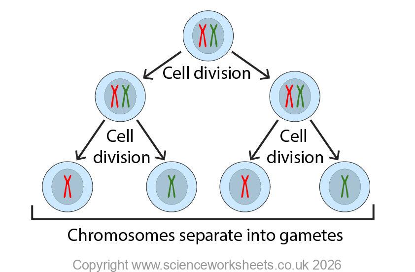 dance of the chromosomes. Chromosomes going into gametes