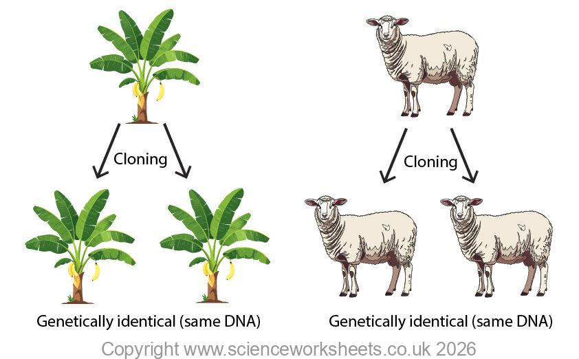 Cloning showing organisms being cloned that are genetically identical